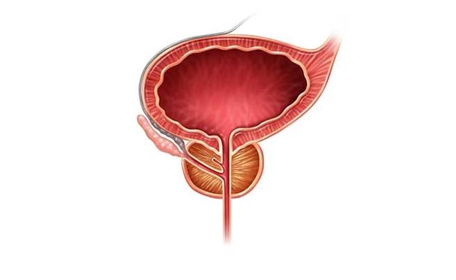 zdrave prostate nakon tretmana kapsulama Predstonorm